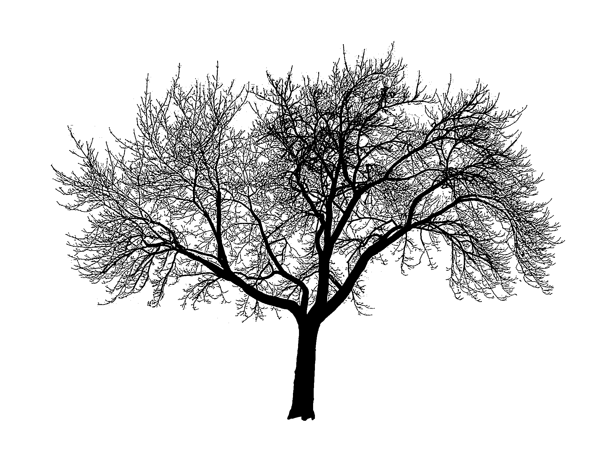tree